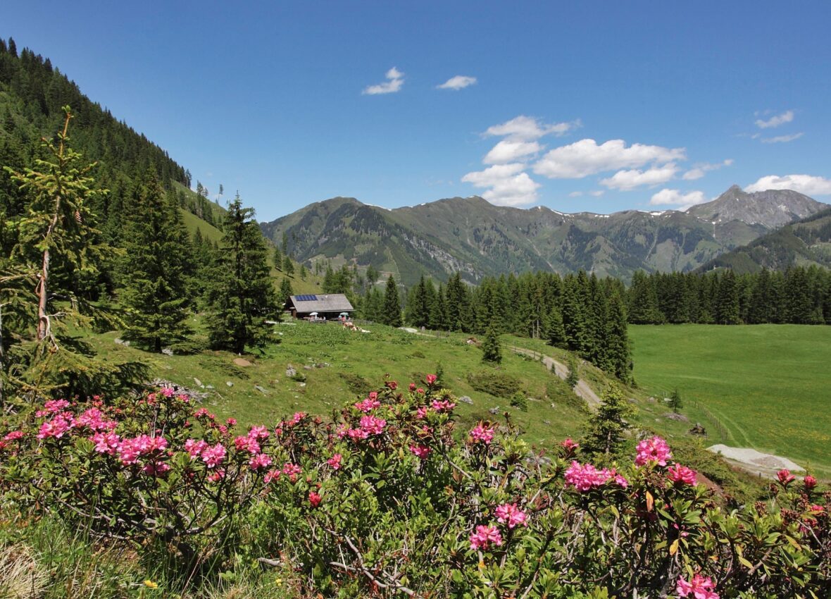 Berg-Gesund: Alpenblumen-Wanderung