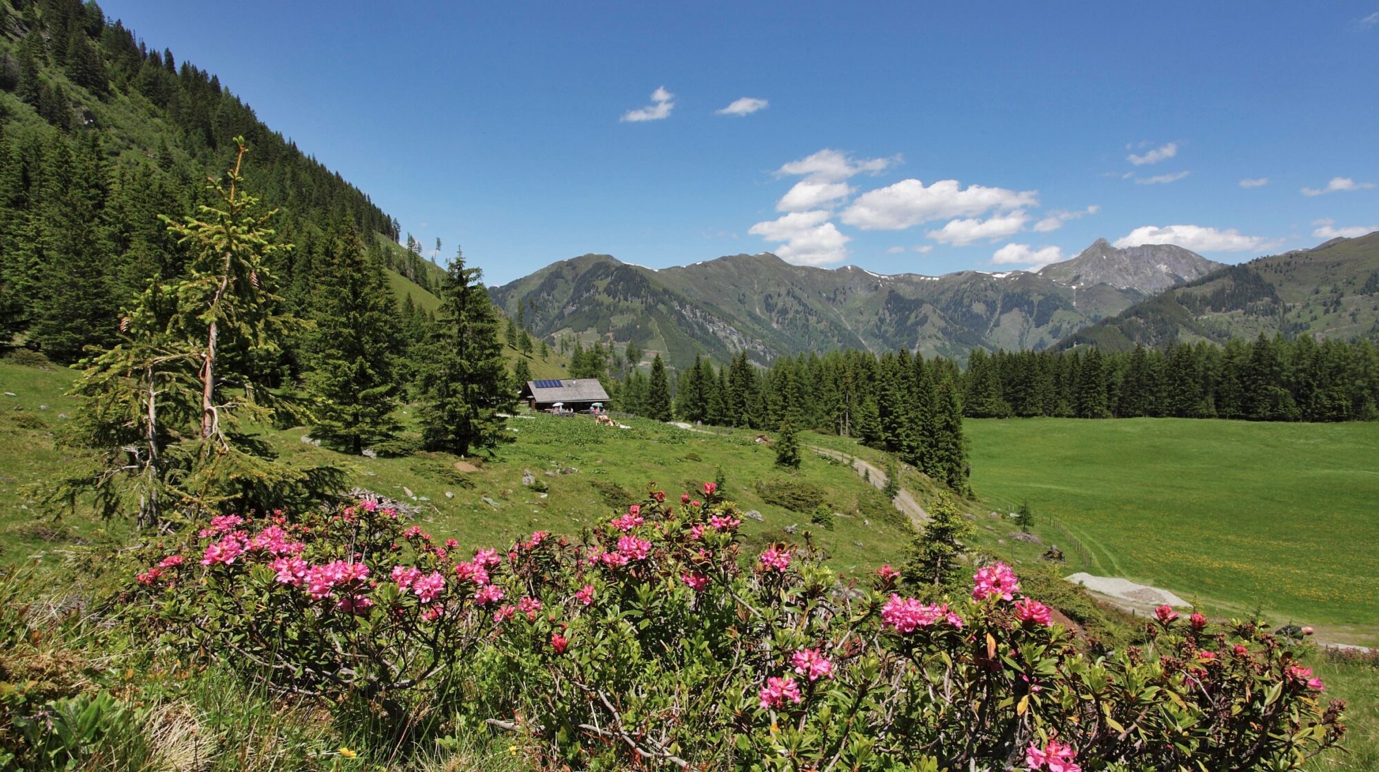 Holzlebn mountain summer