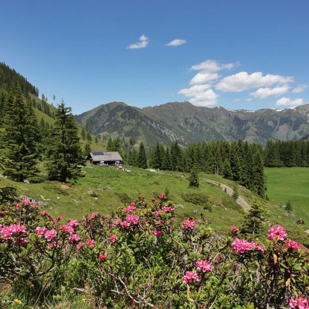 Wanderparadies rund ums Feriendorf Holzleb'n