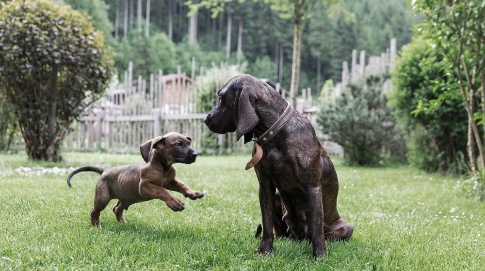 Holidays with pets Austria