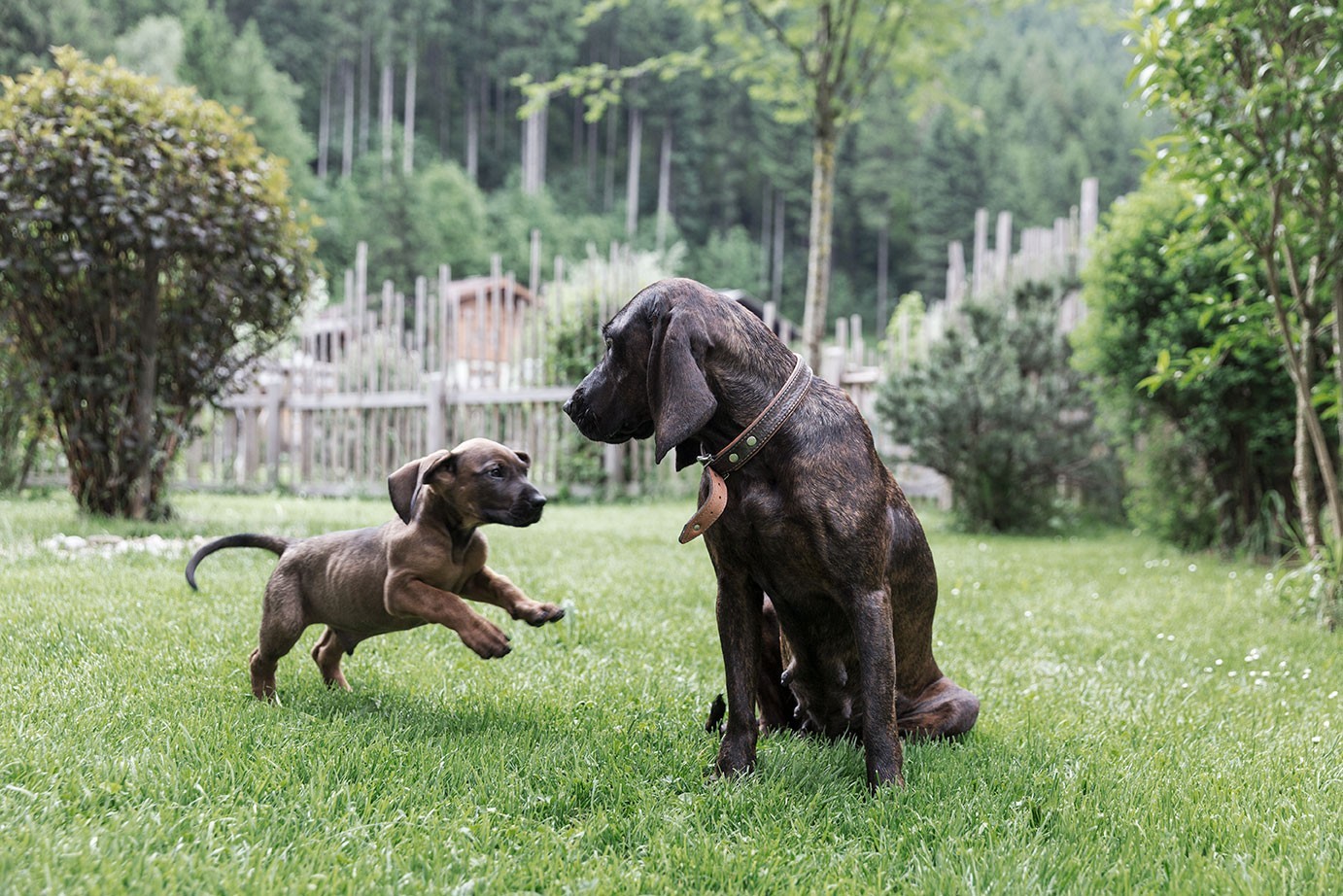 Urlaub mit Hund im Großarltal