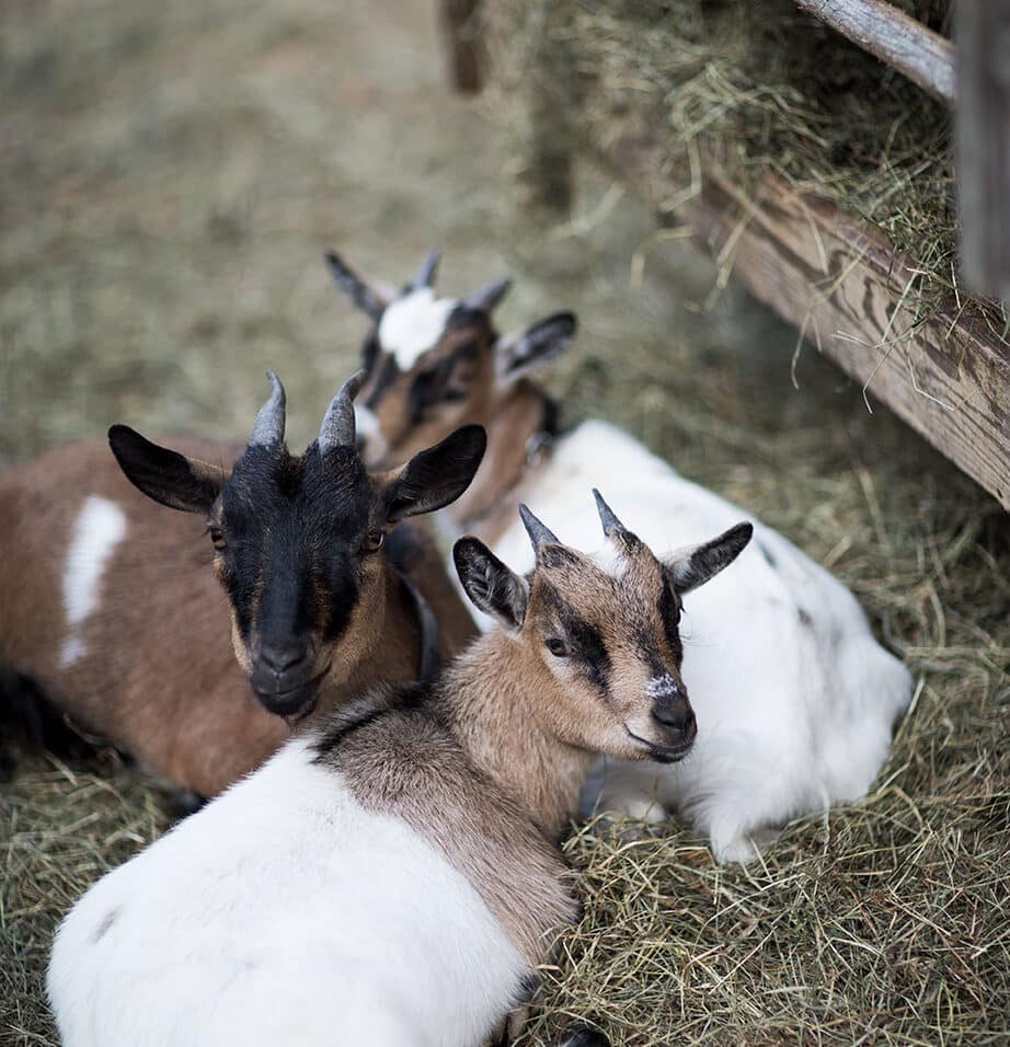 Holzlebn goats