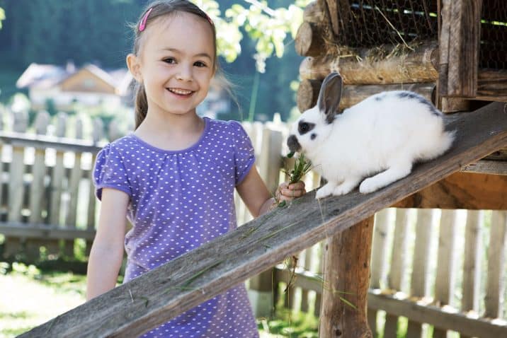 Rabbits in the petting zoo Rabbits in the petting zoo