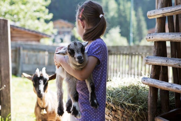 Holzlebn goats
