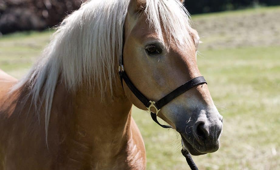 Reiten im Urlaub, Salzburg