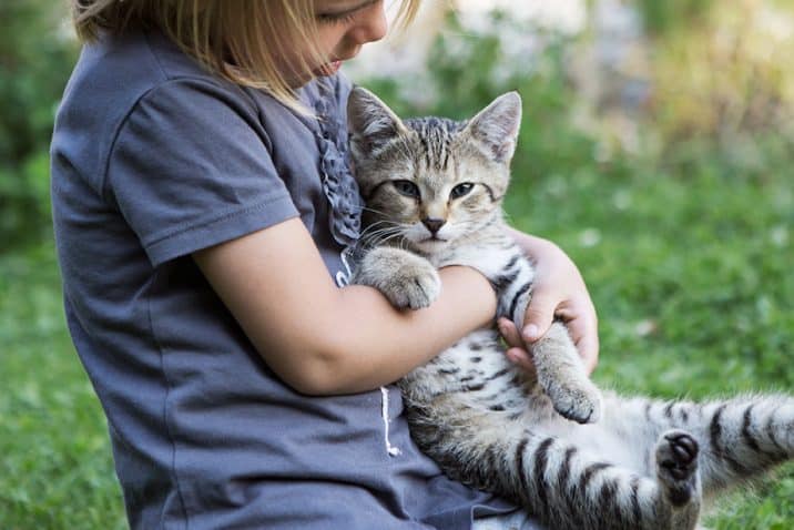 Katzen im Streichelzoo Katzen im Streichelzoo