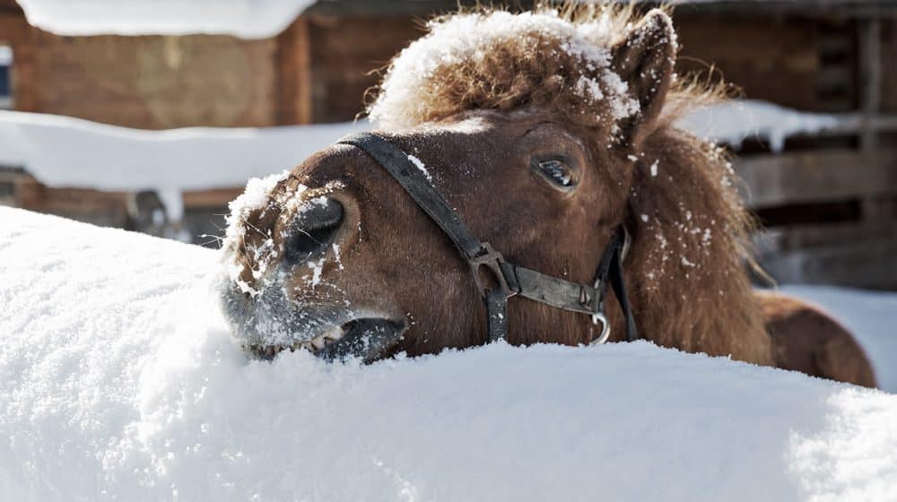 Holzlebn winter pony