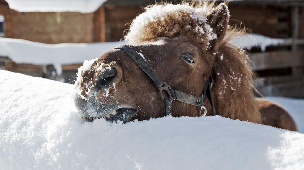 Ponys im Chaleturlaub