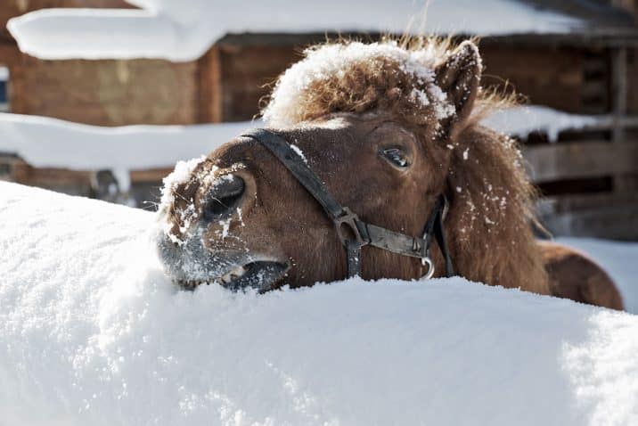 Holzlebn winter pony