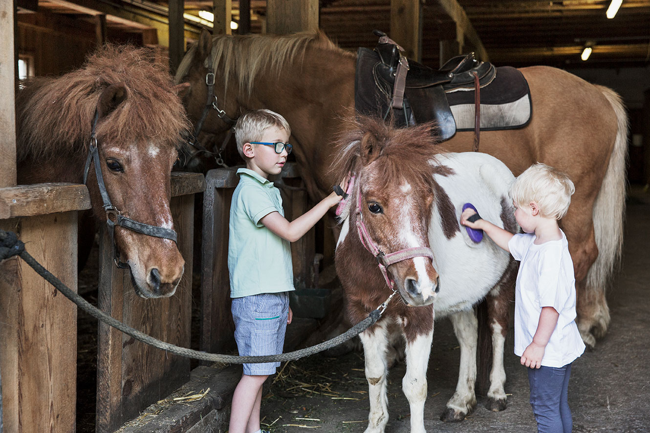 Pferde putzen und striegeln im Bauernhofurlaub Pferde putzen und striegeln im Bauernhofurlaub