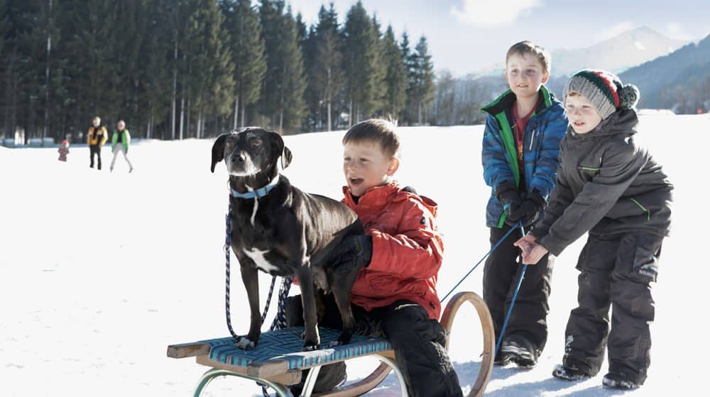 Rodeln im Familienurlaub mit Hund