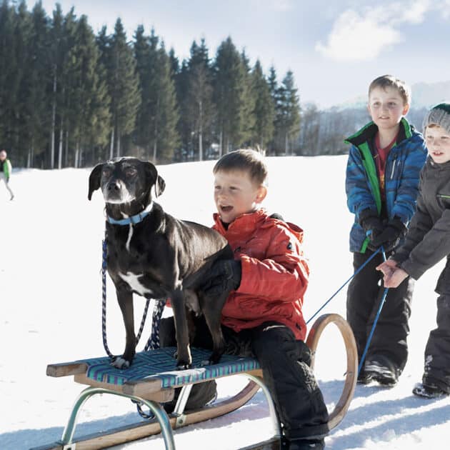 Rodeln im Familienurlaub mit Hund