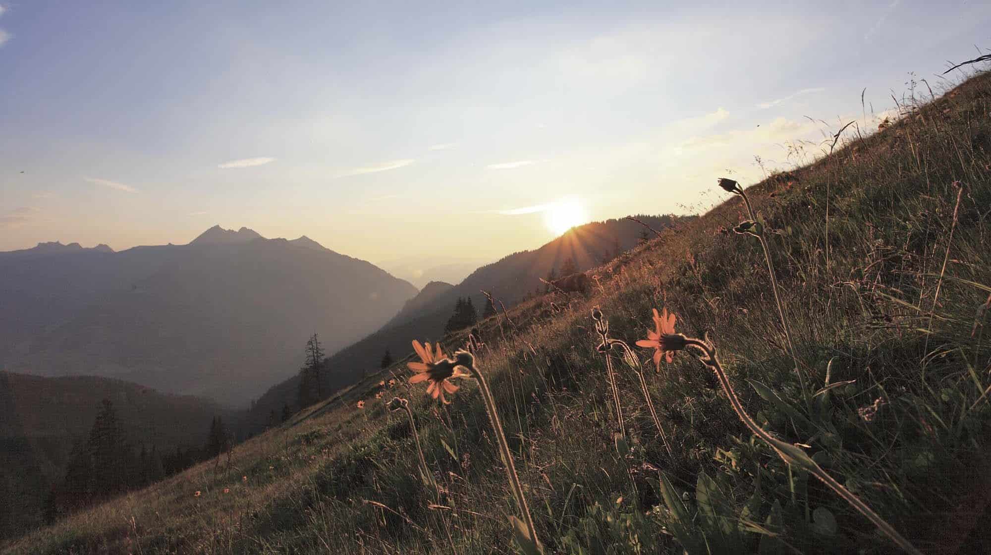 Arnika im Sonnenuntergang