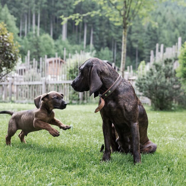 Holidays with dog in Salzburgerland