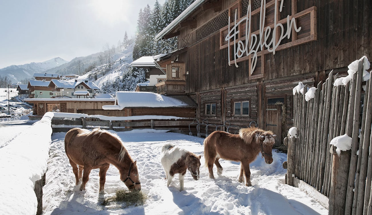 Ponys im Winter Ponys im Winter