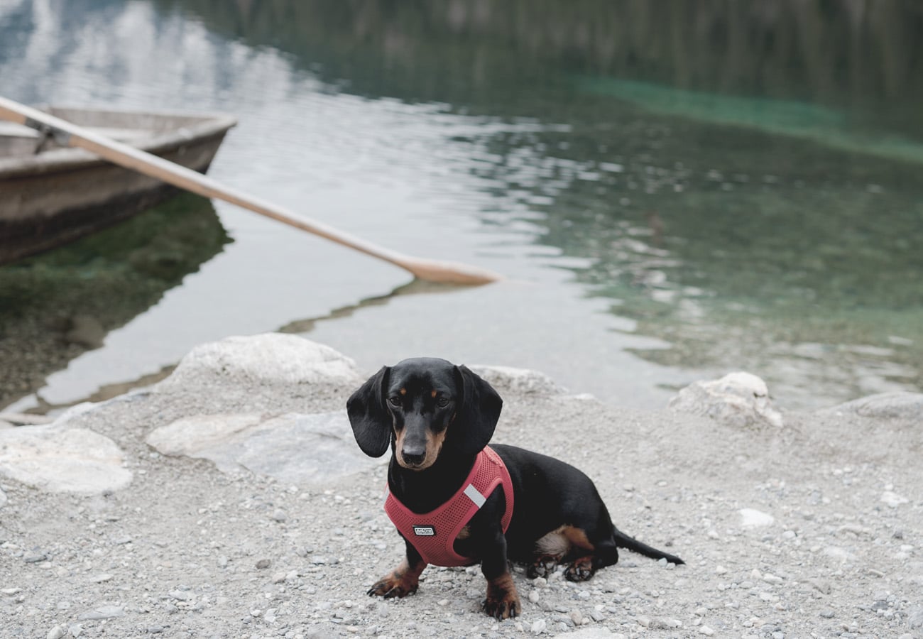 Holidays with dogs in Salzburgerland, Austria