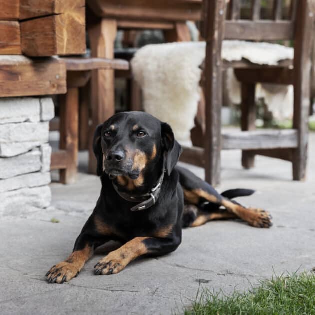 Urlaub mit Hund in Großarl