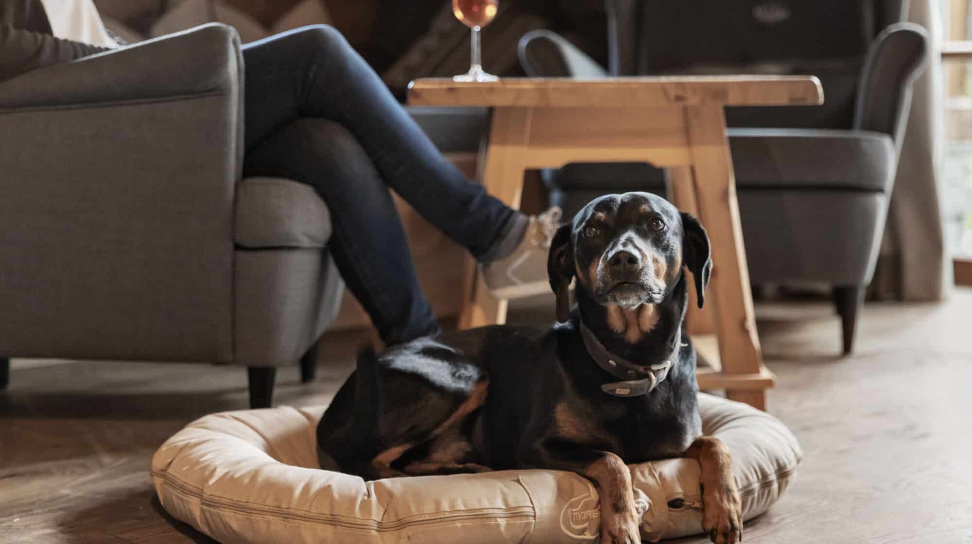 Holidays with dog Großarl Holidays with dog Großarl