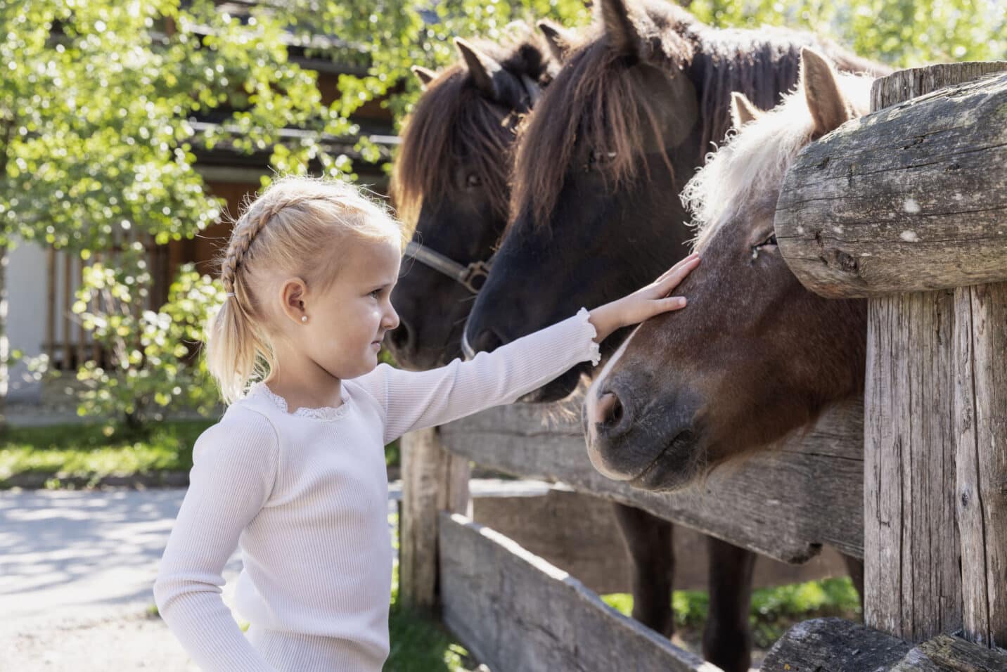 Petting horses