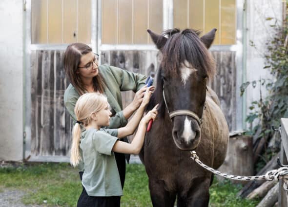 Grooming horses Grooming horses