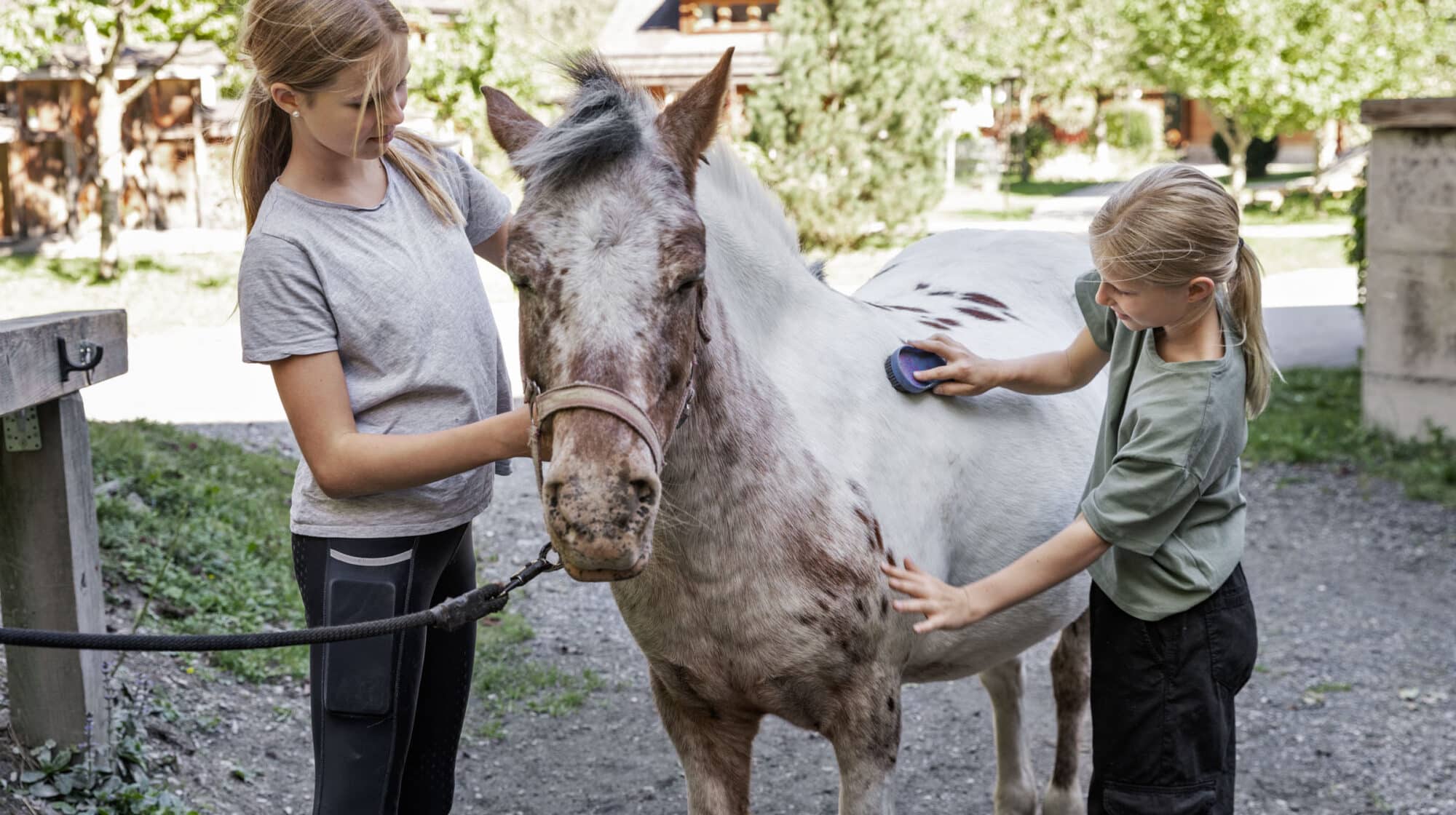 Pferde striegeln im Urlaub