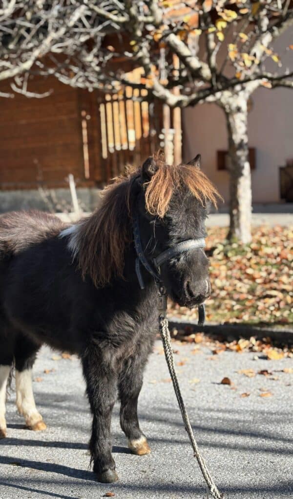 Luna Feriendorf Holzlebn