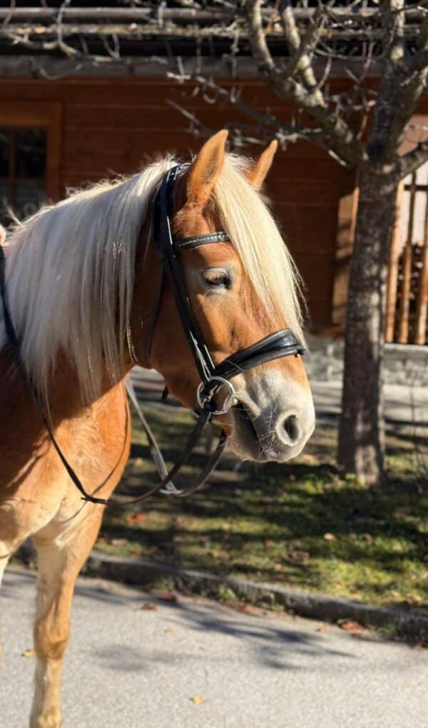 Missy Feriendorf Holzlebn