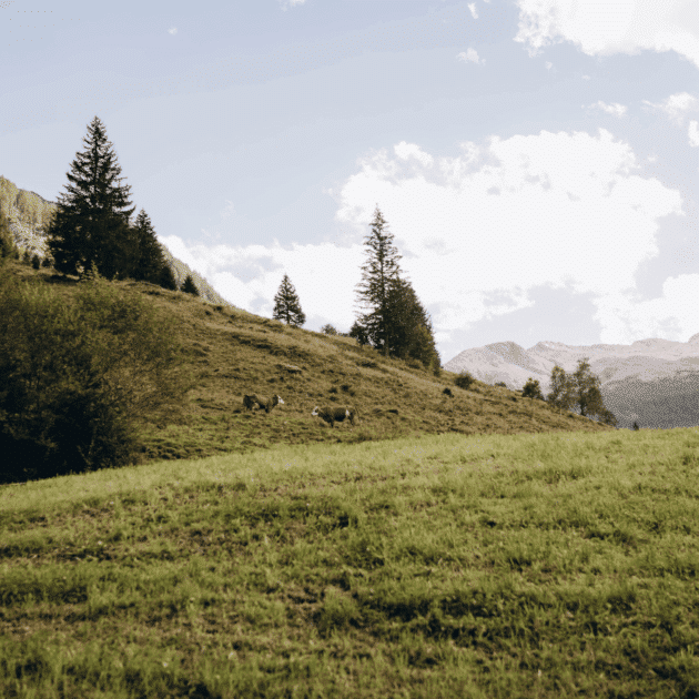 Holzlebn-Tal der Almen